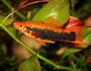 Меченосец красный токседо 4см (MCH07)