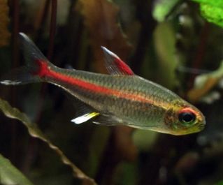 Хемиграммус Эритрозонус купить (тетра светлячок)