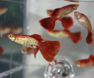 Гуппи самцы кобра блондин купить