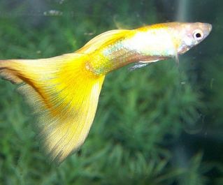 Гуппи самцы желтые купить