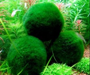 Кладофора 5см (K001)